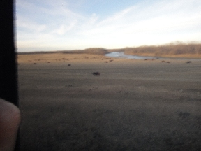 Flattened grazing land